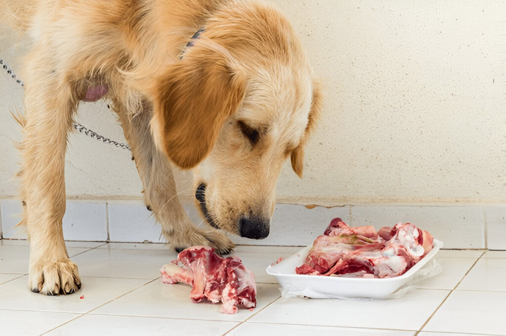 How to Feed Lamb Bones to Dogs